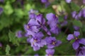 Purple, Purple flowers, Flower cluster